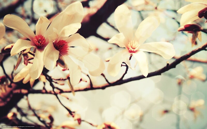 white magnolia blossoms