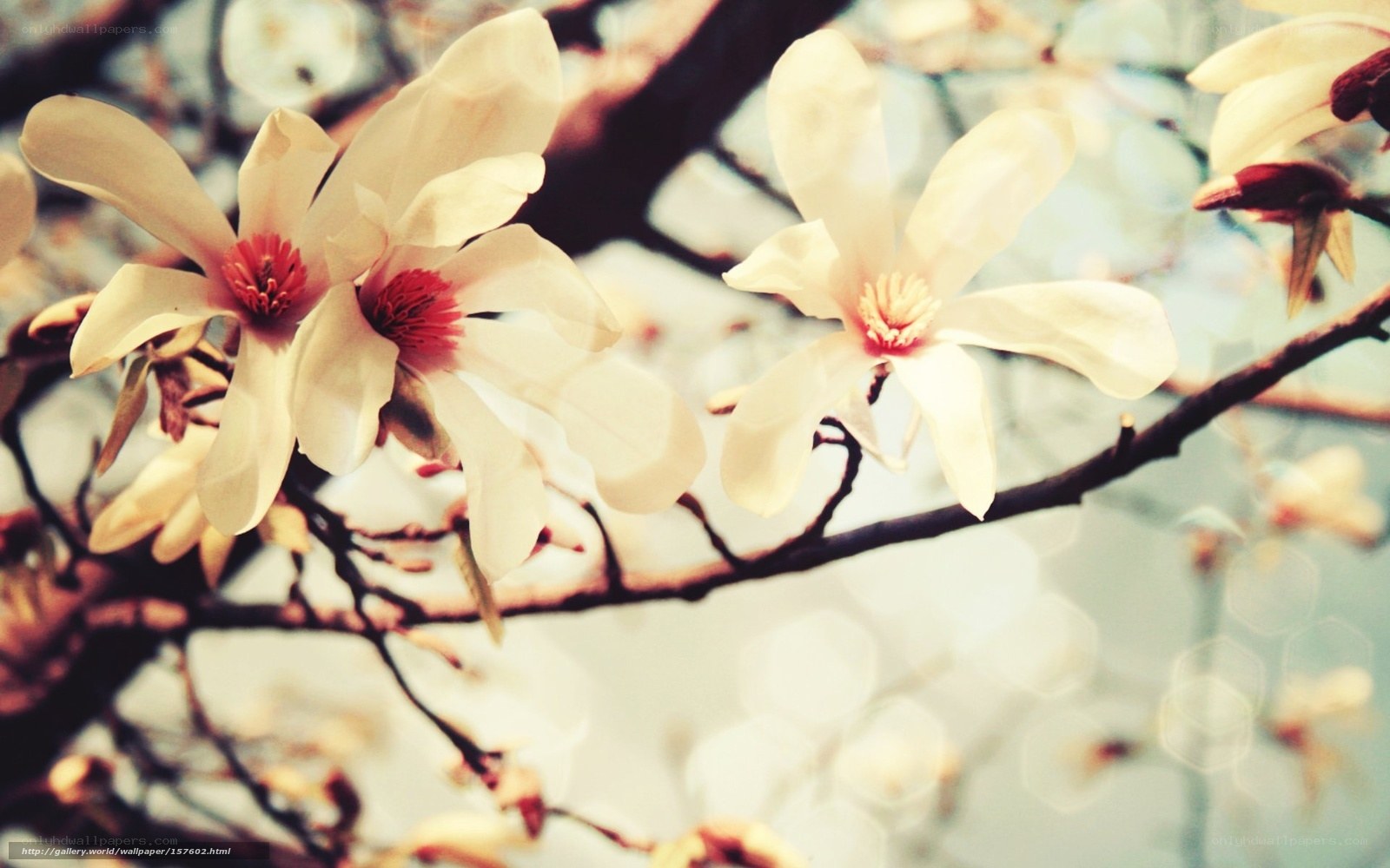 white magnolia blossoms