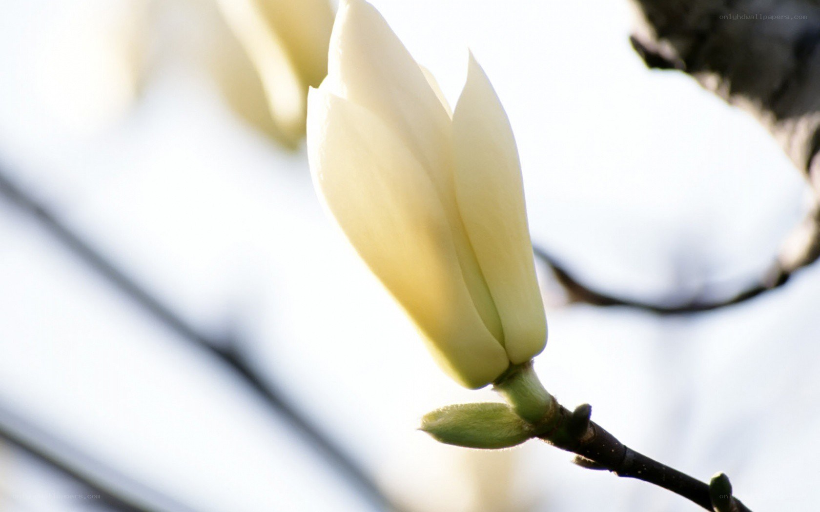 White magnolia bud in sunlight