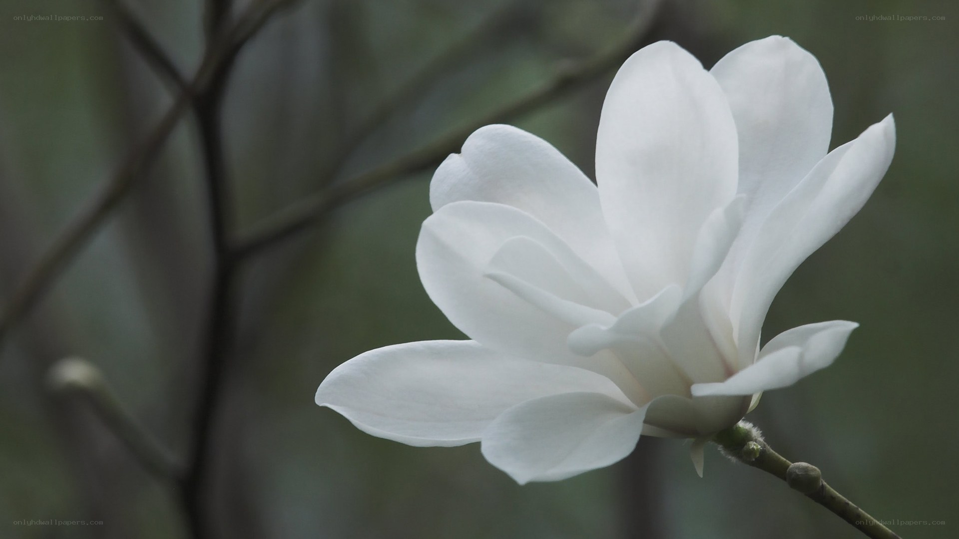 white magnolia flower