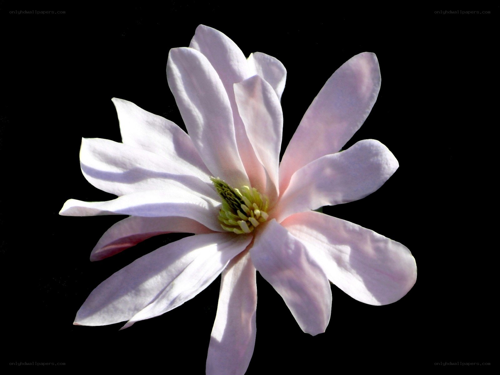 white magnolia flower