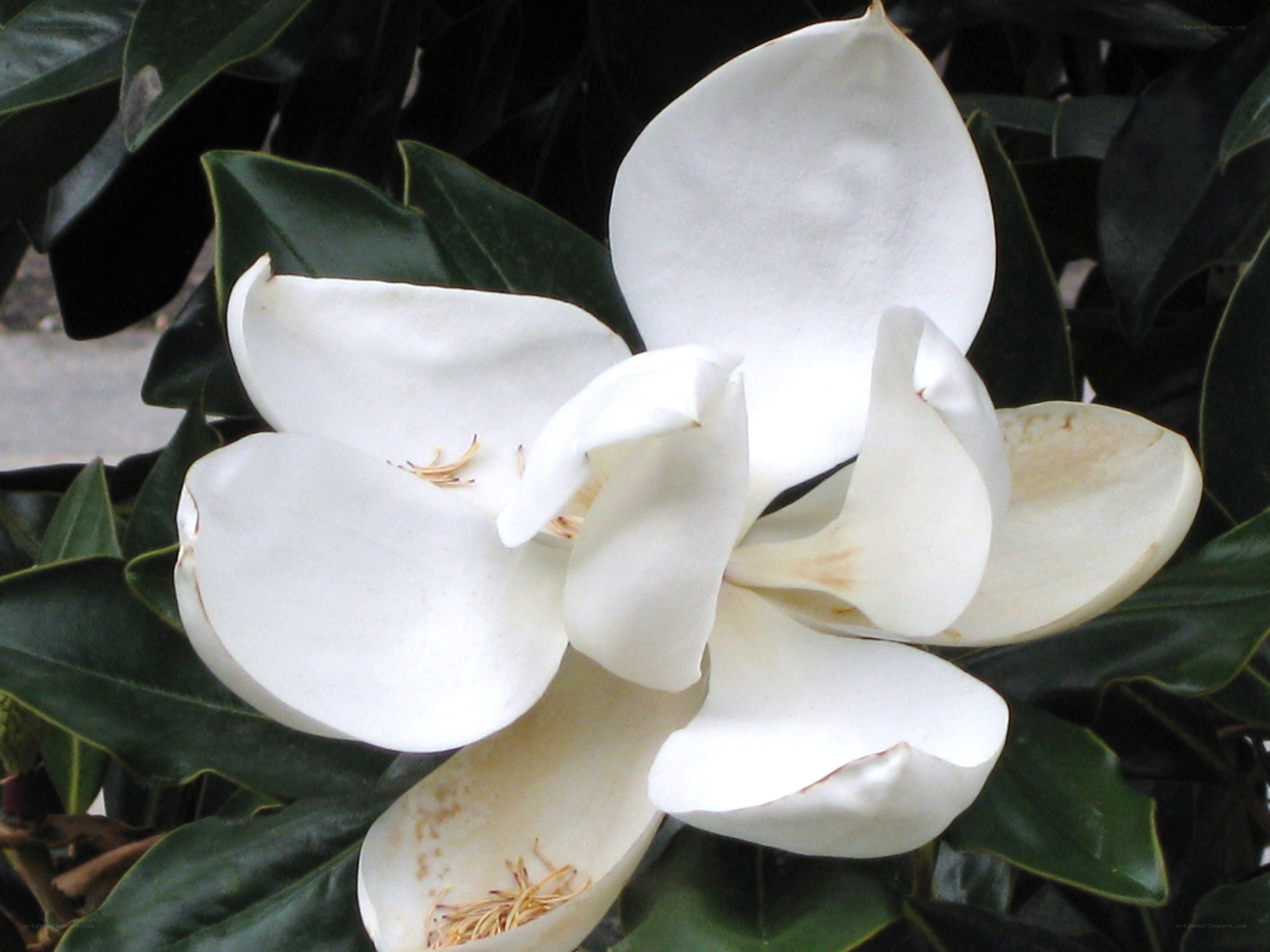 white magnolia flower