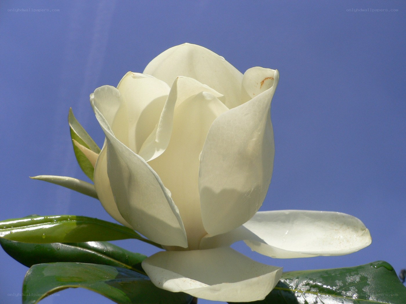 white magnolia flower
