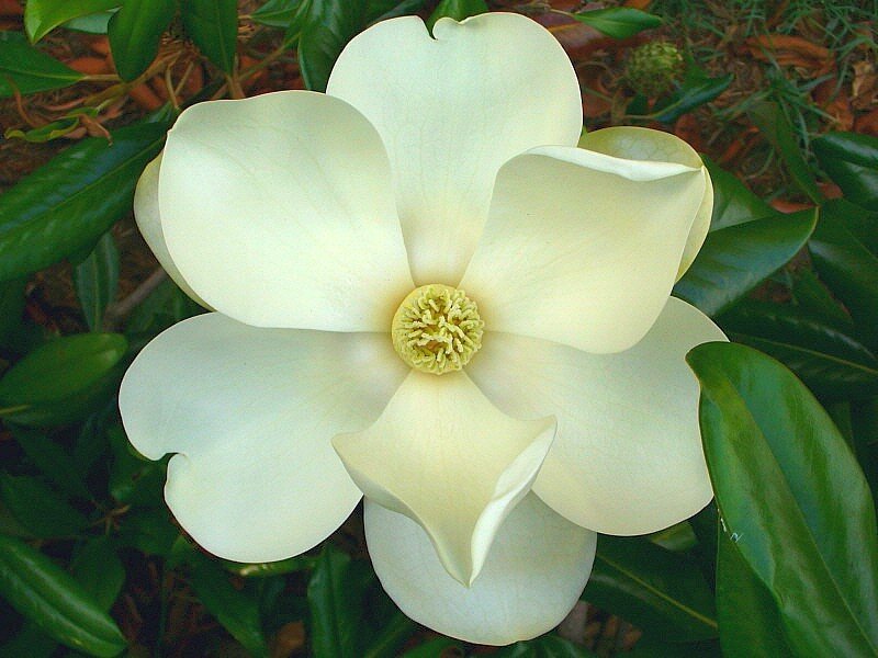 white magnolia flower