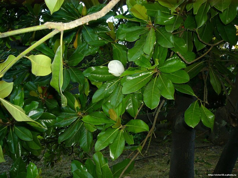 white magnolia flower among green leaves