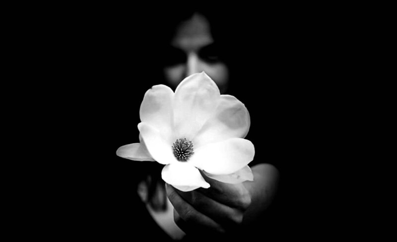 White Magnolia Flower — Black, Dramatic