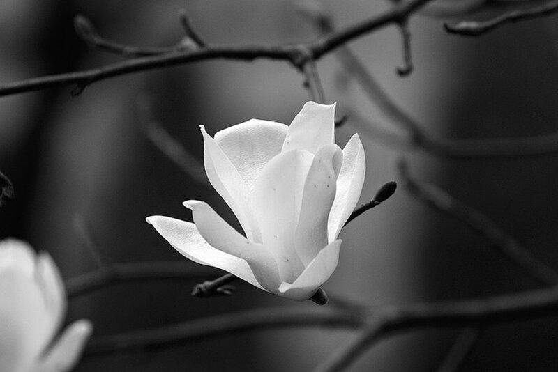 White Magnolia Flower — Black, Serene
