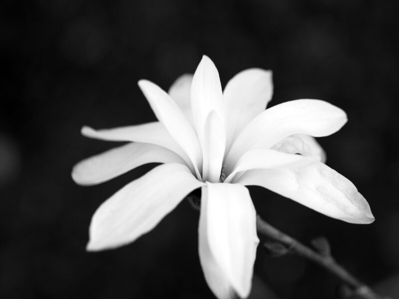White Magnolia Flower — Black