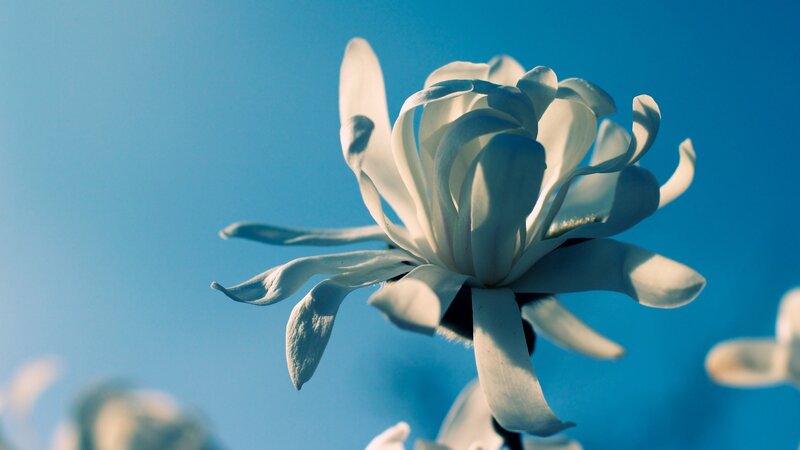 White Magnolia Flower — Blue, Serene, Spring