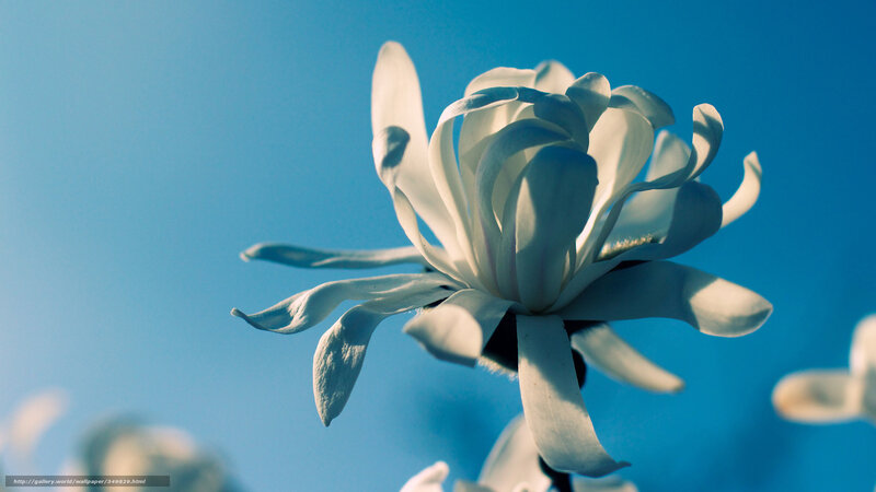 White Magnolia Flower — Blue, Serene