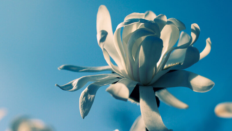 White Magnolia Flower — Blue