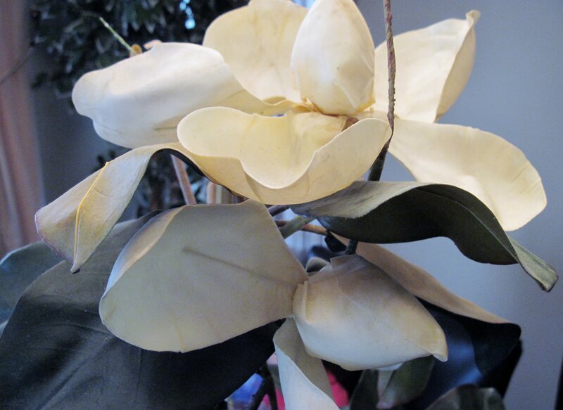 White Magnolia Flower — Calm, Photograph, Leaf
