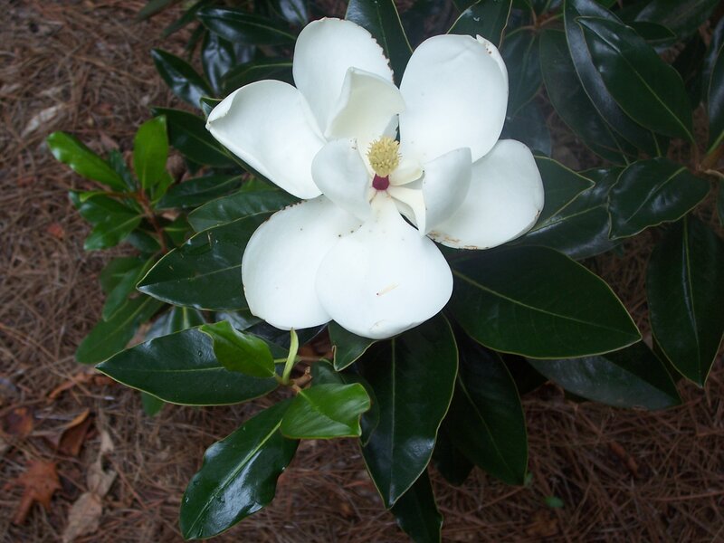 White Magnolia Flower — Calm, Photograph