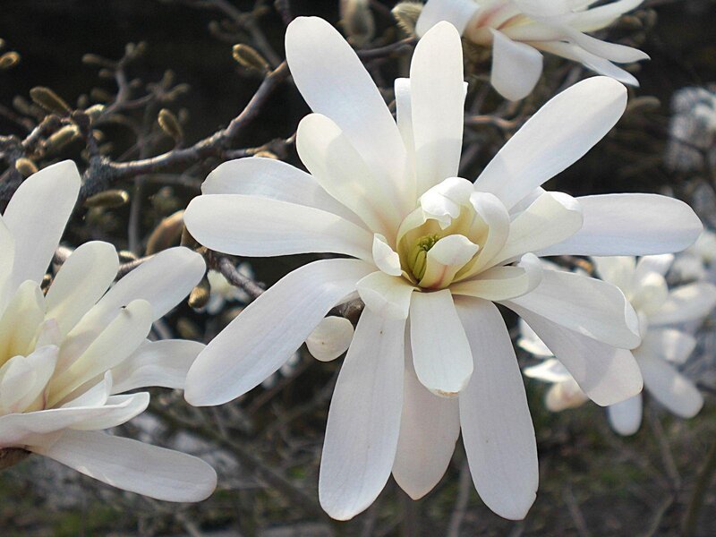 White Magnolia Flower — Calm