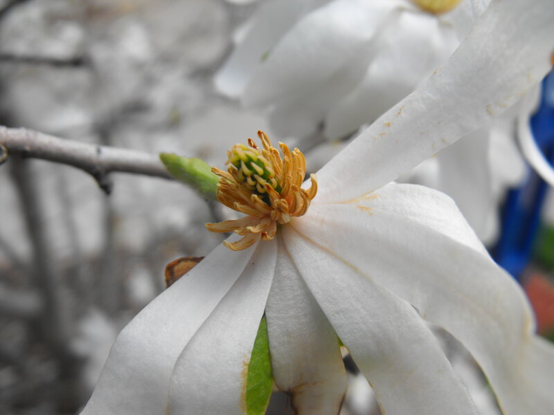 white magnolia flower close-up