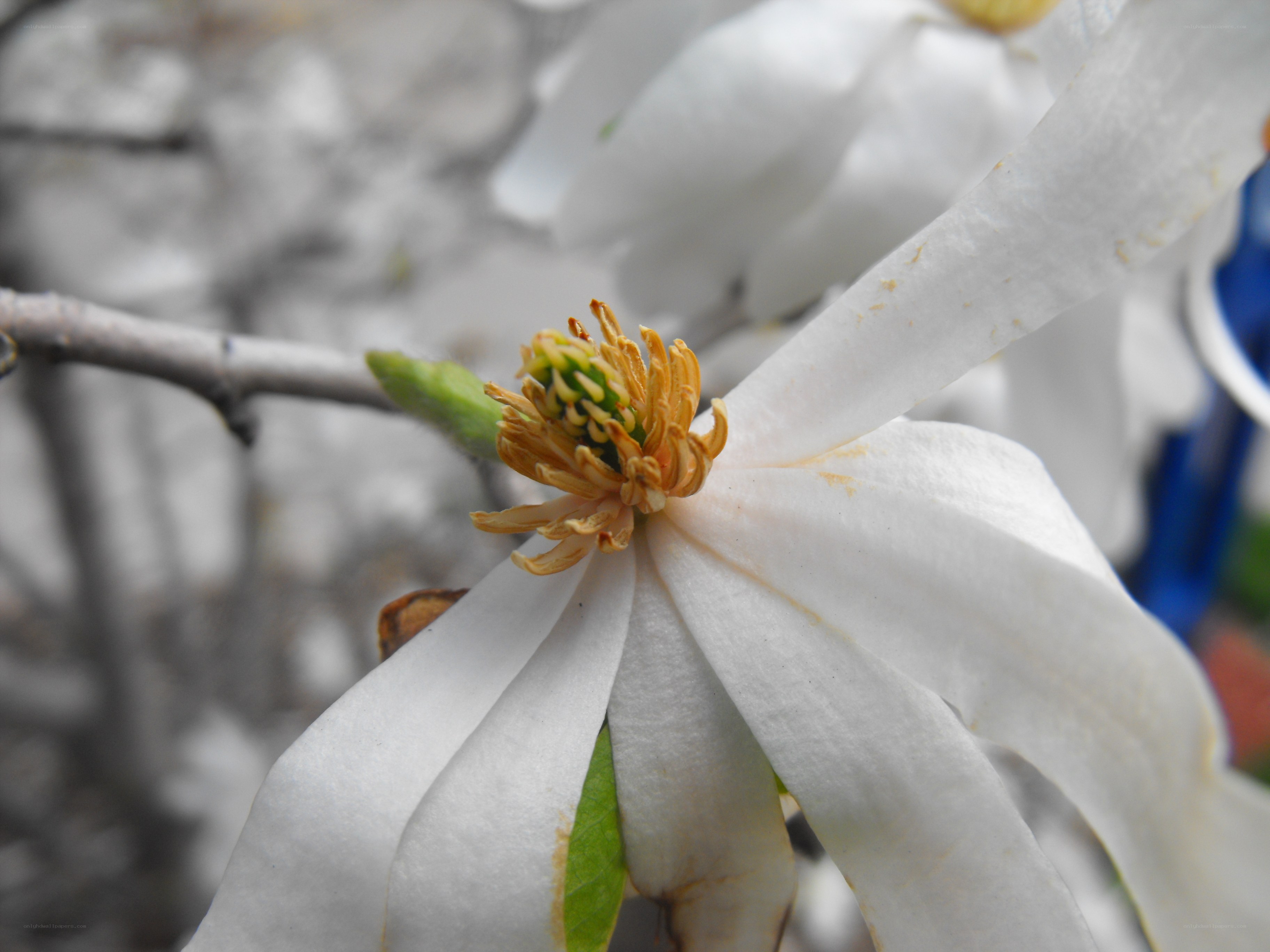 white magnolia flower close-up