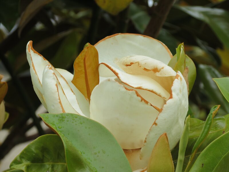 white magnolia flower close-up