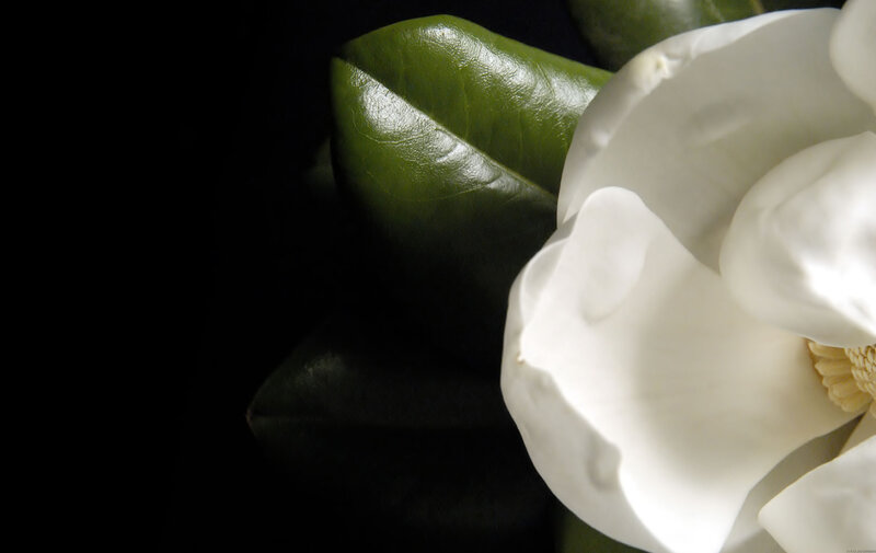White magnolia flower close-up