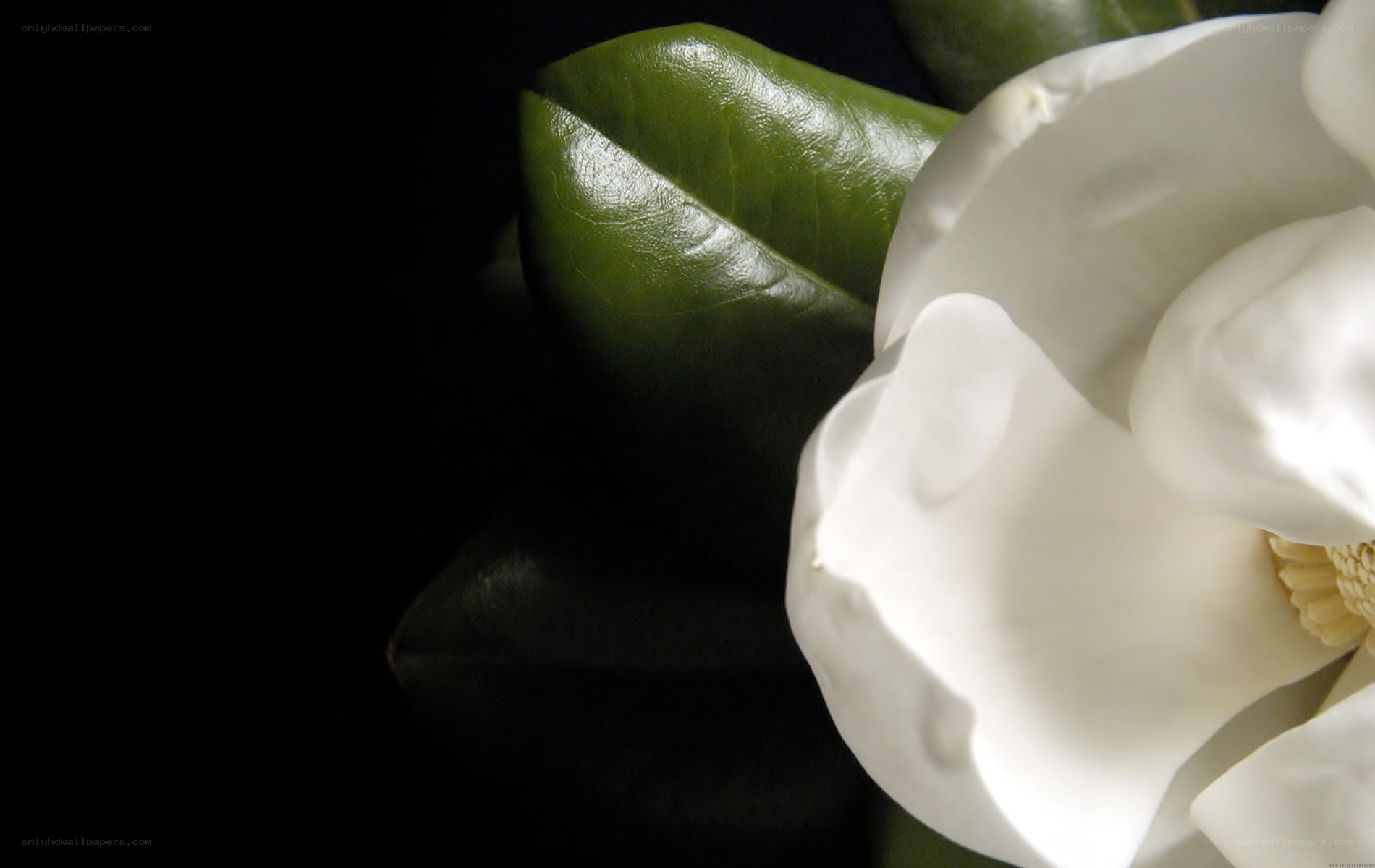 White magnolia flower close-up