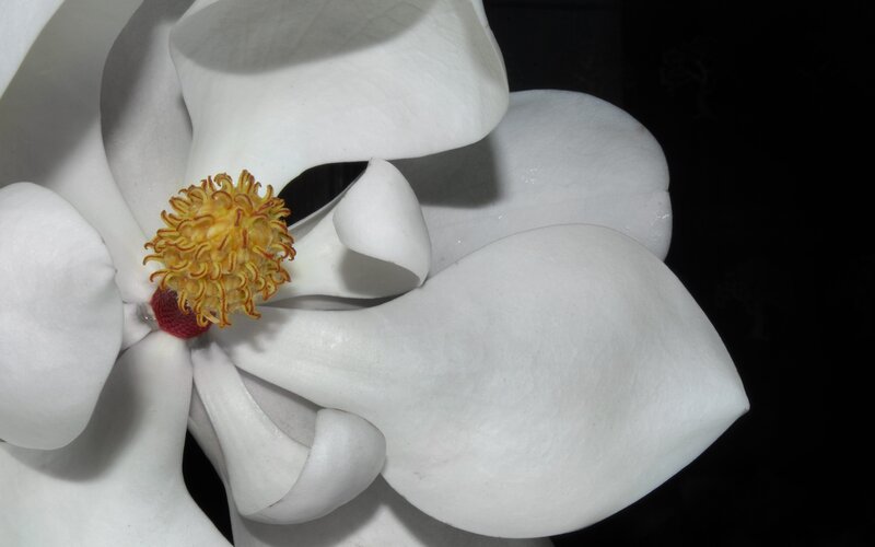 White Magnolia Flower — Dramatic, Night
