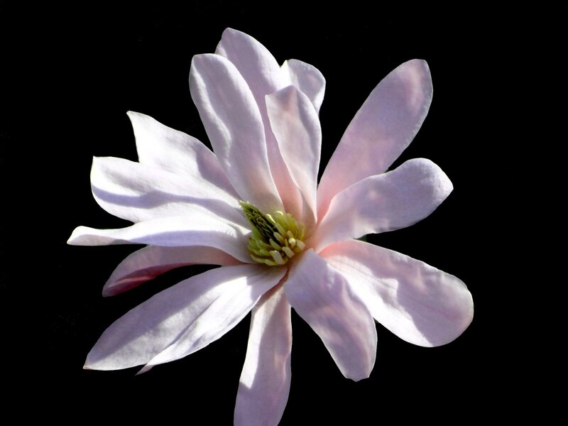 White Magnolia Flower — Dramatic, Photograph, Petals