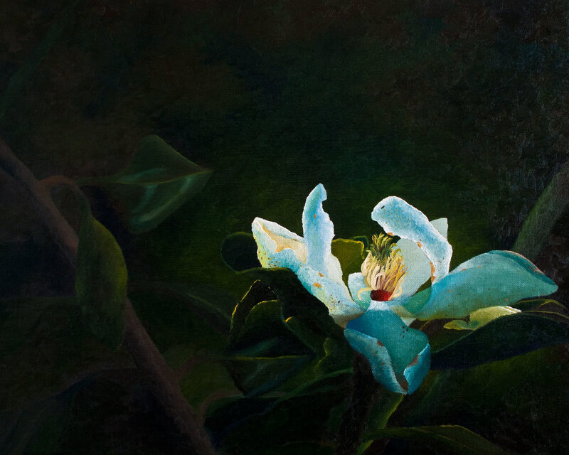 White Magnolia Flower — Dramatic