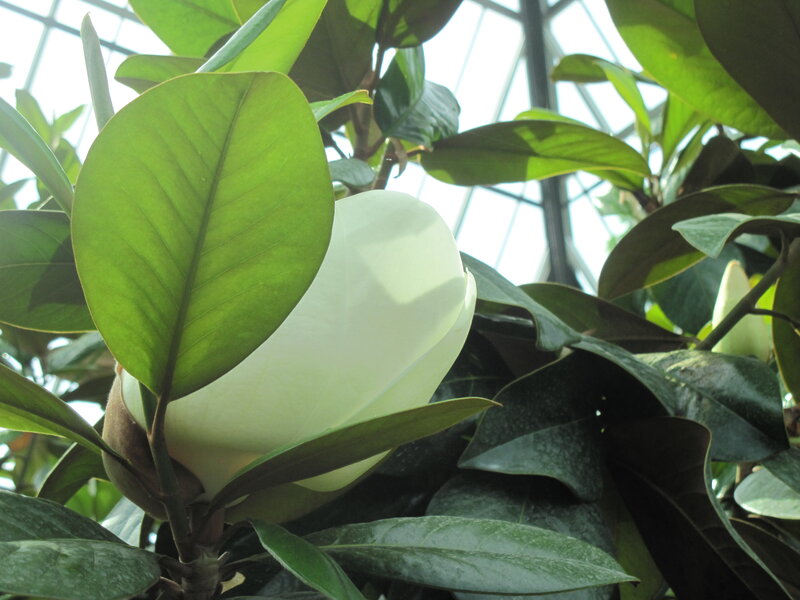White Magnolia Flower — Green