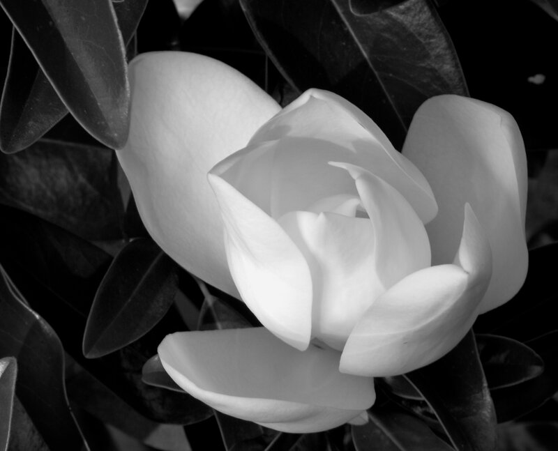 White magnolia flower in black and white