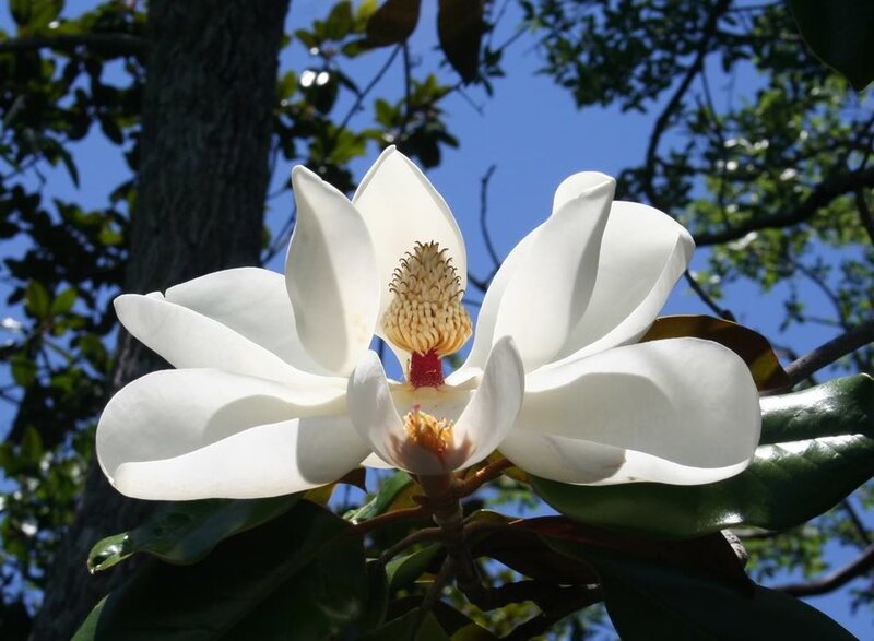 white magnolia flower in bloom