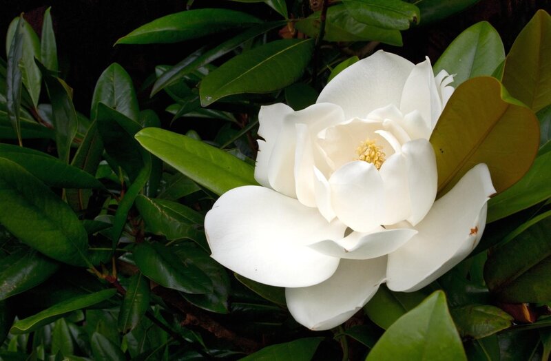 White magnolia flower in bloom
