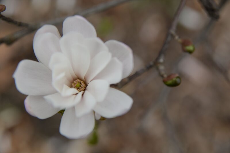 white magnolia flower in bloom