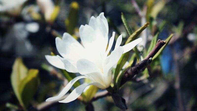 white magnolia flower in bloom