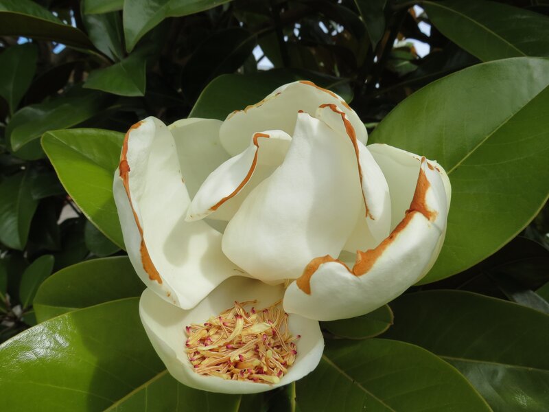 white magnolia flower in bloom