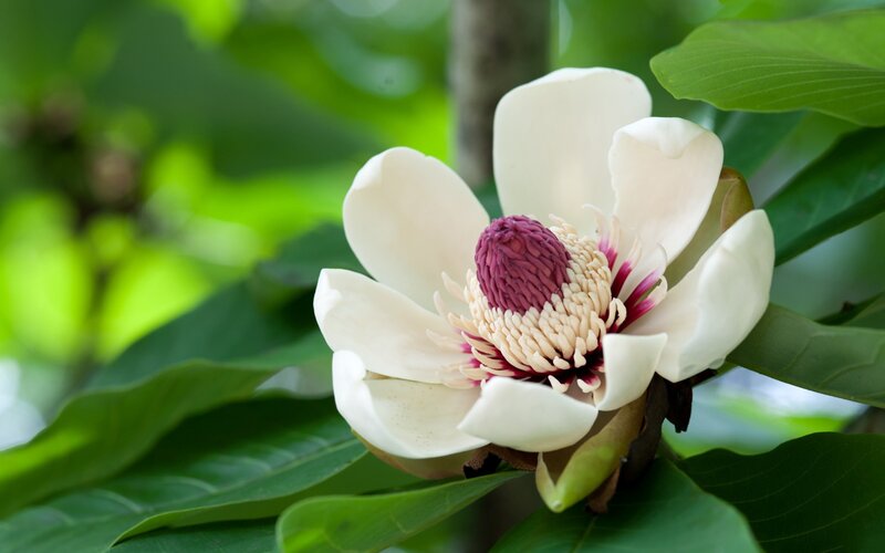 white magnolia flower in bloom