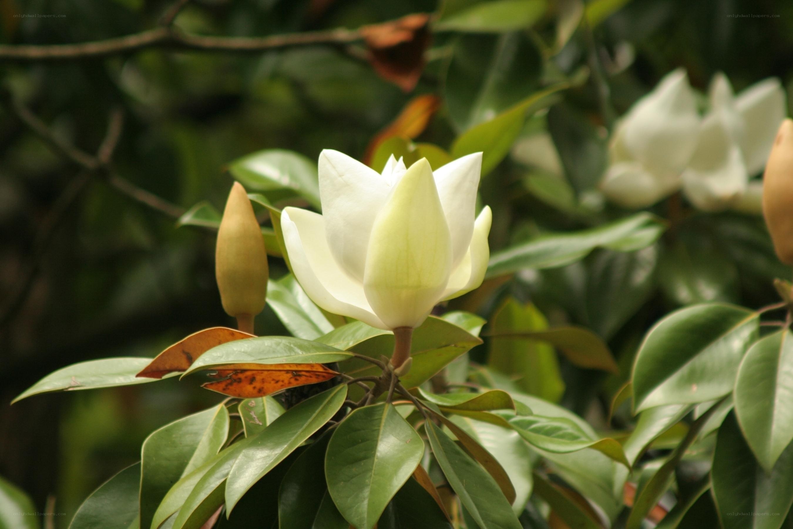White magnolia flower in bloom