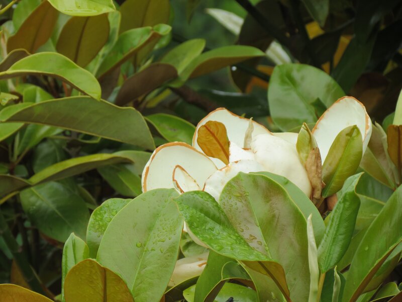 White magnolia flower in green leaves