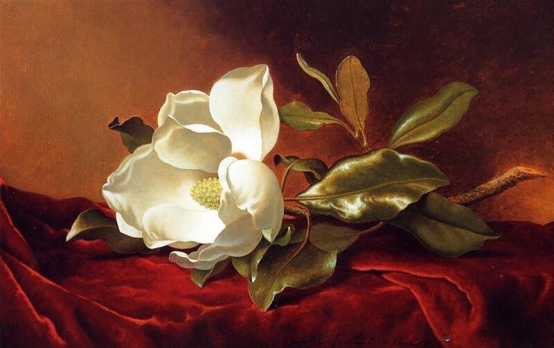 White Magnolia Flower — Red, Dramatic