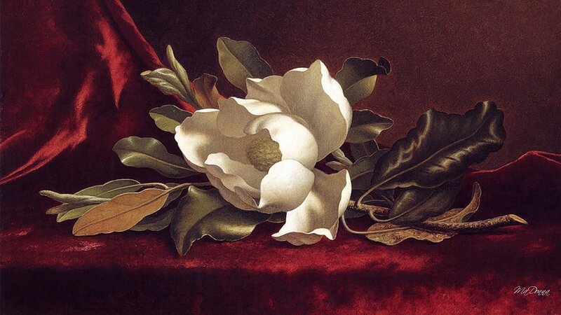 White Magnolia Flower — Red