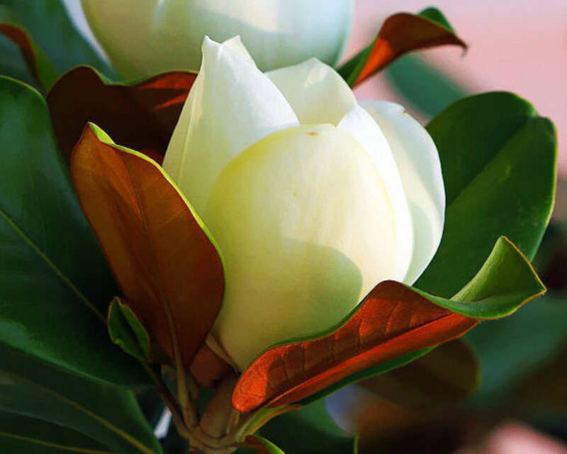 White Magnolia Flower — Serene, Afternoon, Photograph, Leaves, Bloom