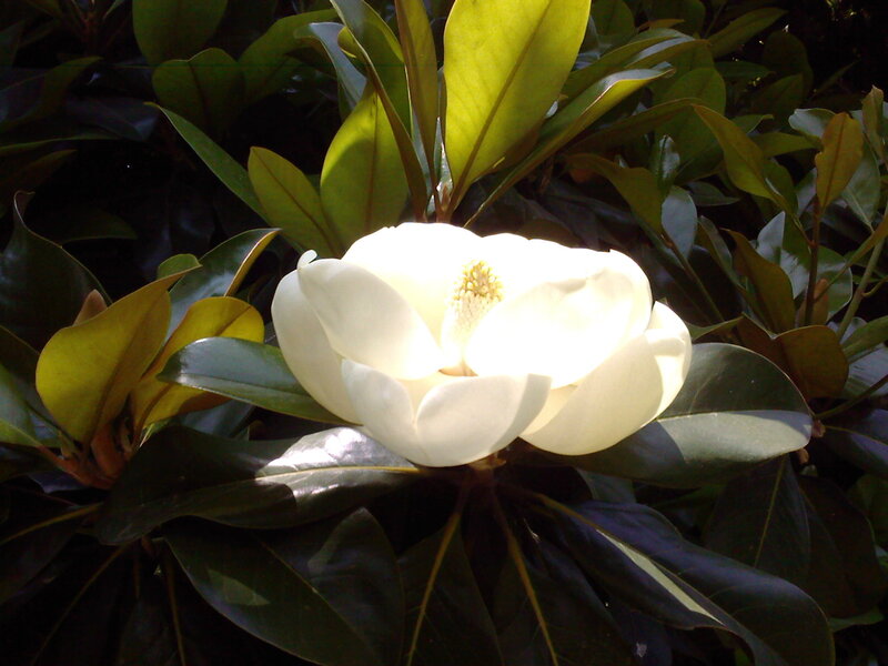 White Magnolia Flower — Serene, Afternoon, Photograph, Leaves, Sunlight