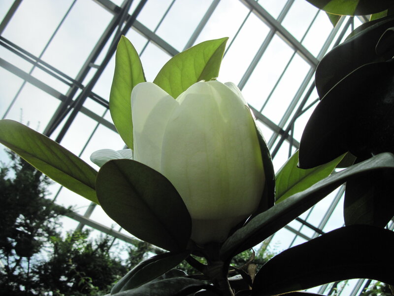 White Magnolia Flower — Serene, Afternoon, Photograph, Leaves