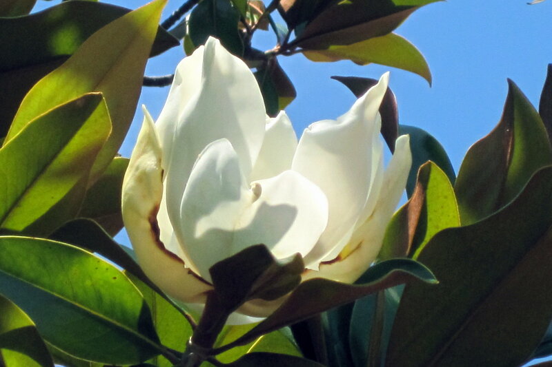 White Magnolia Flower — Serene, Afternoon