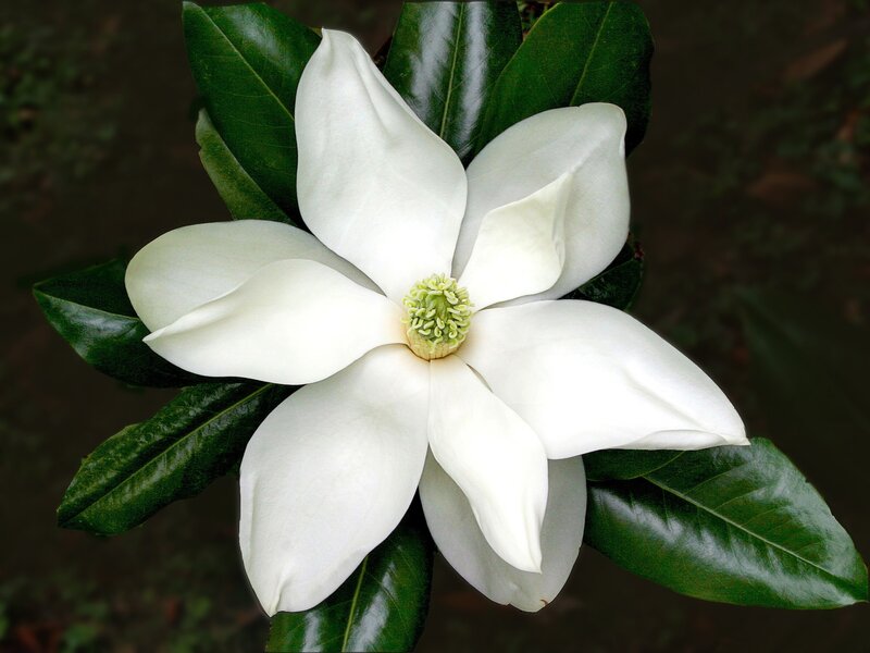 White Magnolia Flower — Serene, Photograph, Green Leaves