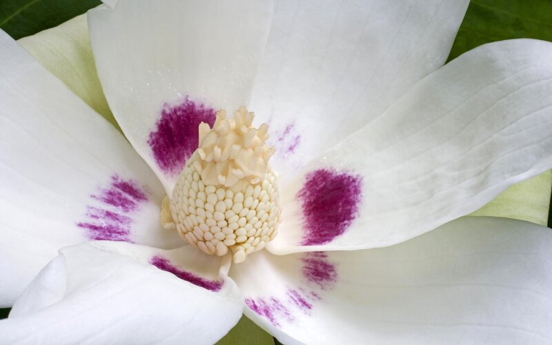 White Magnolia Flower — Serene, Photograph, Petals, Stamen