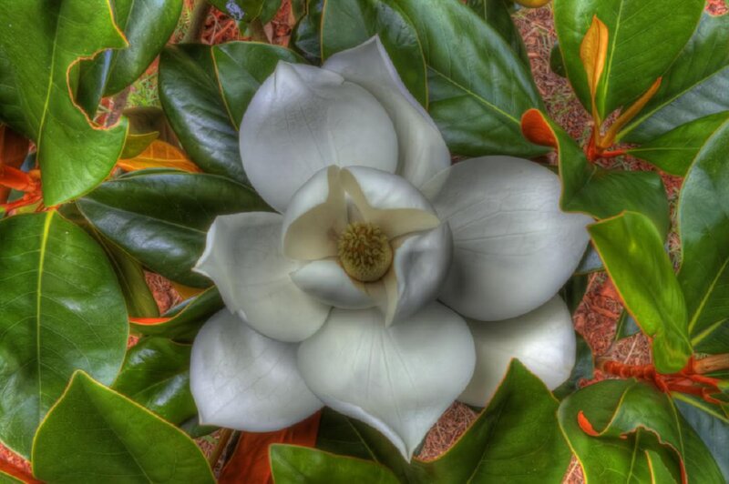 White Magnolia Flower — Serene, Photograph