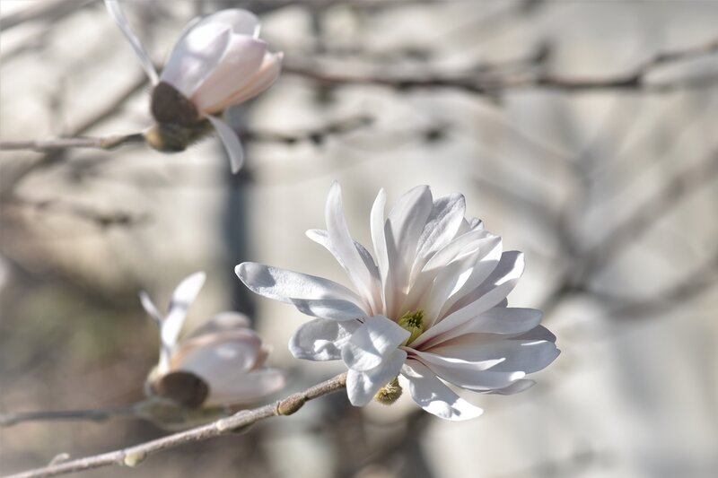 White Magnolia Flower — Serene, Spring, Photograph, Branch, Bloom