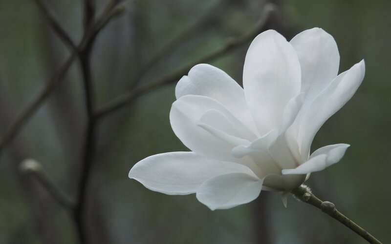 White Magnolia Flower — Serene, Spring, Photograph, Branch, Buds, Green, Brown