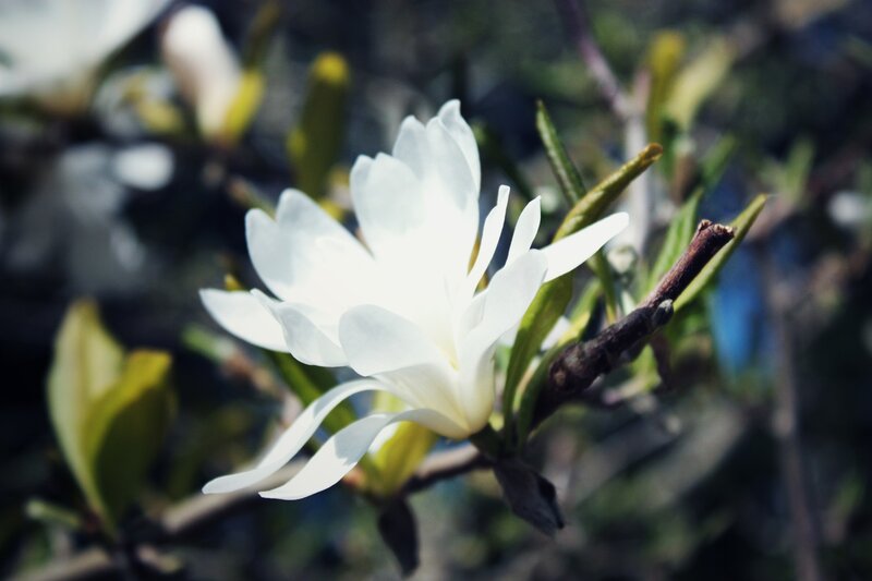 White Magnolia Flower — Serene, Spring, Photograph, Branch, Leaves, Green