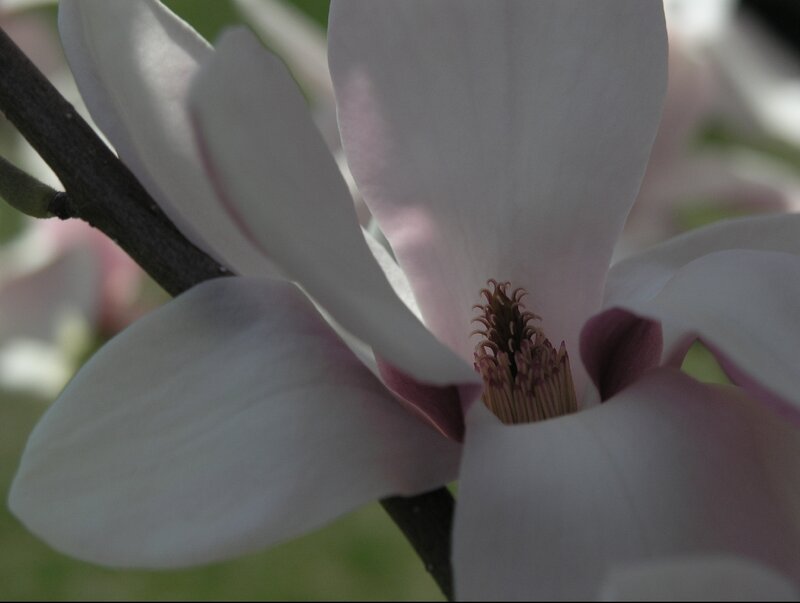 White Magnolia Flower — Serene, Spring, Photograph, Branch