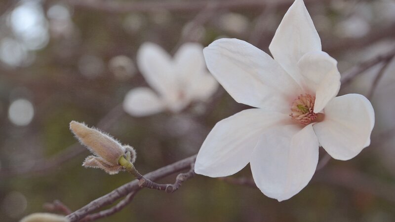 White Magnolia Flower — Serene, Spring, Photograph, Bud